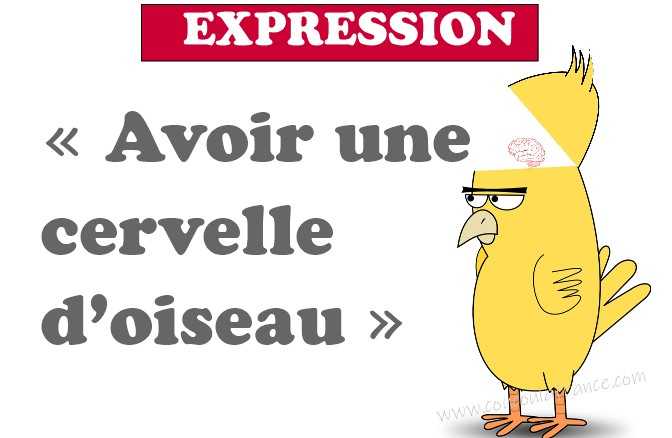 Avoir une cervelle d'oiseau Expression